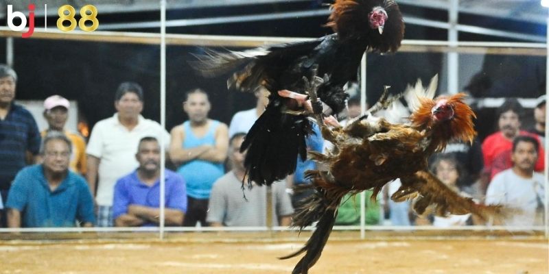 Đá gà đòn thomo là gì?