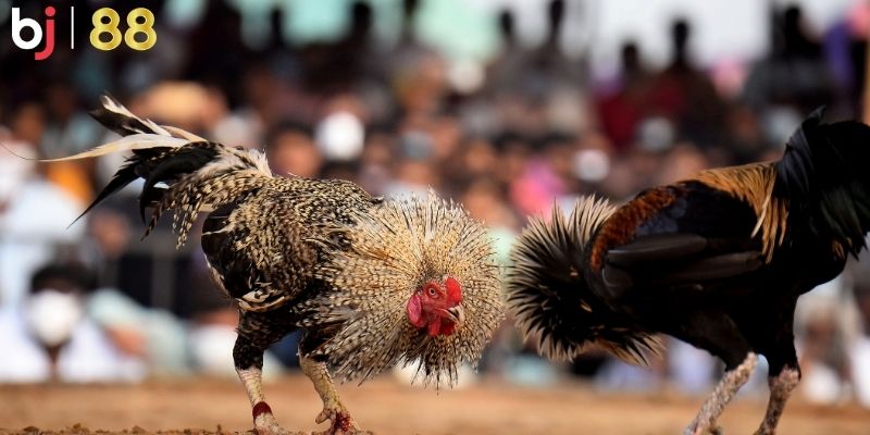 Một số kinh nghiệm quý báu khi chơi đá gà đòn Thom