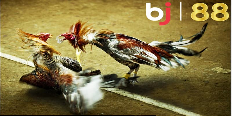 Các hình thức chơi BJ88 đá gà dành cho anh em