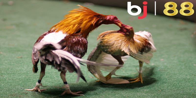 Kinh nghiệm cá cược đá gà rất hiệu quả cho newbie