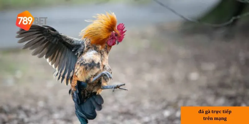 Đá gà trực tiếp trên mạng – Xem trận đấu gà chọi chân thực nhất 2 Giới thiệu Đá gà trực tiếp trên mạng