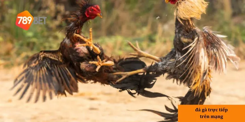 Đá gà trực tiếp trên mạng – Xem trận đấu gà chọi chân thực nhất 4 3 khi tham gia đá gà trực tiếp tại nhà cái