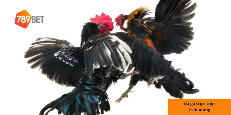Đá gà trực tiếp trên mạng – Xem trận đấu gà chọi chân thực nhất 3 Hệ thống có Đa dạng trận đấu và kèo cược