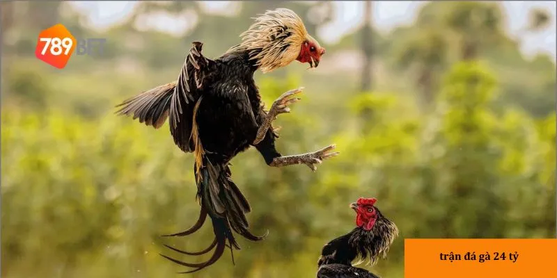 Giới thiệu về Trận đá gà 24 tỷ