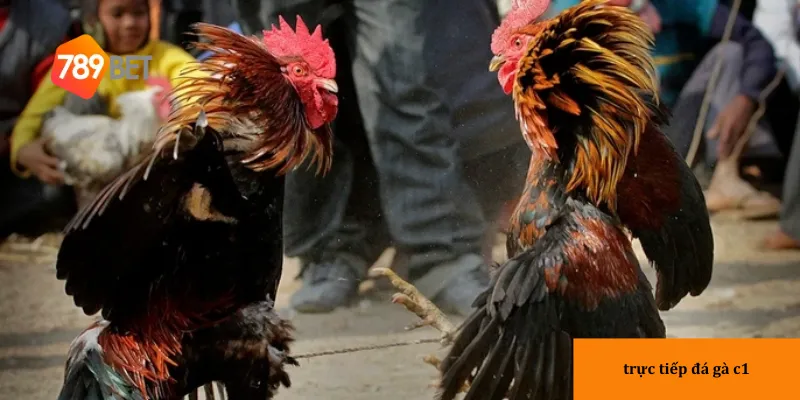 Trải nghiệm trực tiếp siêu phẩm đá gà