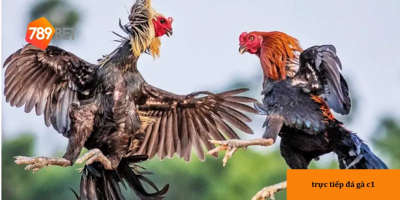 3 yếu tố tạo nên sự kịch tính trong các trận đá gà C1