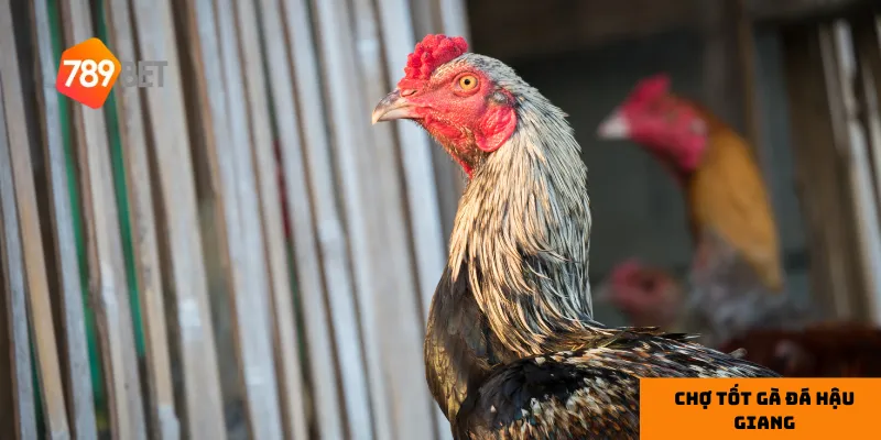 Chợ Tốt Gà Đá Hậu Giang: Mua Gà Đá Uy Tín Và Chất Lượng 2 Đặc điểm của gà đá chất lượng