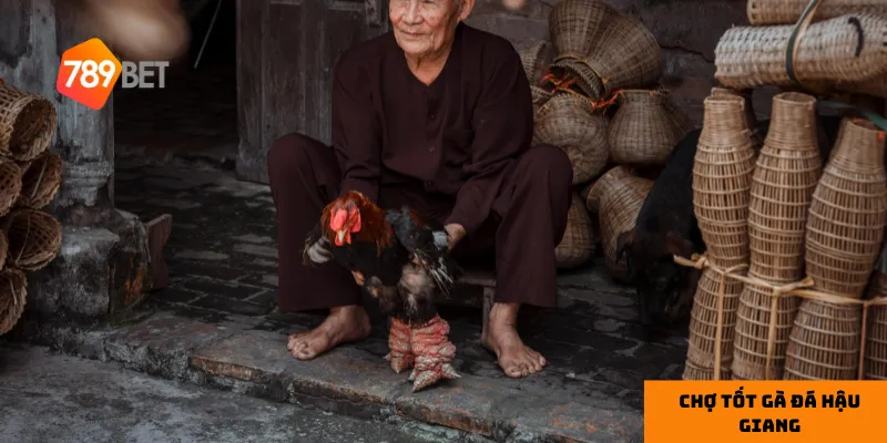 Chợ Tốt Gà Đá Hậu Giang: Mua Gà Đá Uy Tín Và Chất Lượng 3 mẹo lựa chọn gà đá phù hợp tại chợ Tốt Gà Đá Hậu Giang