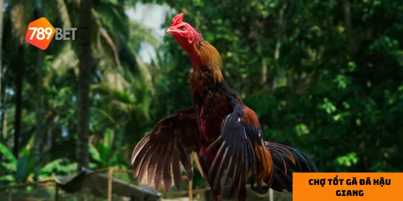 Chợ Tốt Gà Đá Hậu Giang: Mua Gà Đá Uy Tín Và Chất Lượng 4 3 lưu ý khi mua gà đá tại chợ Tốt