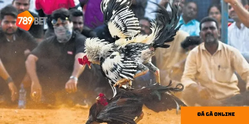  Tính năng trực tuyến mang đến trải nghiệm đá gà chân thực và hấp dẫn.