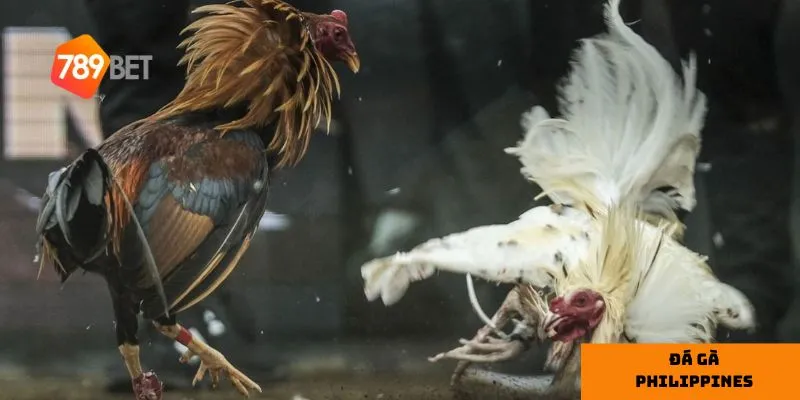 Sơ lược về đá gà Philip
