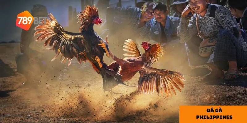 Sức hút của các trận đá gà Philippines đối với người chơi