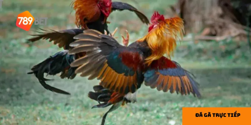  Đá gà trực tiếp kết hợp giữa giải trí chân thực và cơ hội thắng cược hấp dẫn.