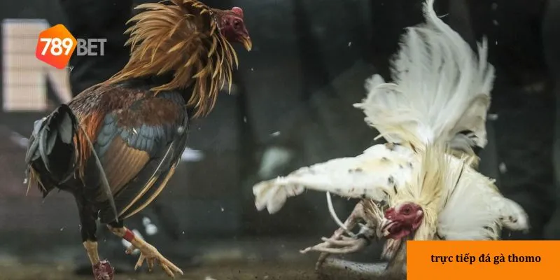 Lợi ích khi tham gia trực tiếp đá gà Thomo