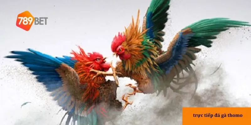 Sơ lược vê Đá gà Thomo