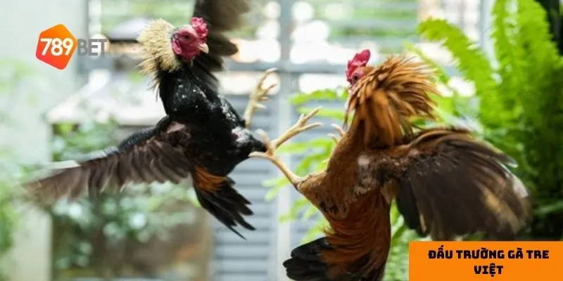 Đấu trường gà tre mang giá trị truyền thống và hiện đại.