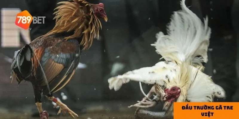 Những khoảnh khắc trong trận đấu gà tre luôn khiến người xem hồi hộp.