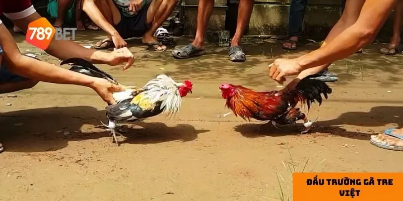 Hệ thống cược trên 789bet giúp người chơi dễ dàng tham gia.