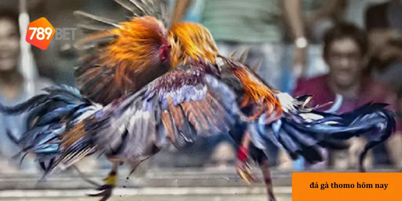 789bet mang đến trải nghiệm xem trực tiếp và cá cược đá gà Thomo chất lượng cao.