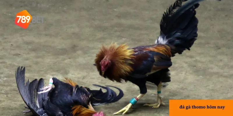 Đá gà Thomo mang lại trải nghiệm xem và cược đầy kịch tính cho người hâm mộ.
