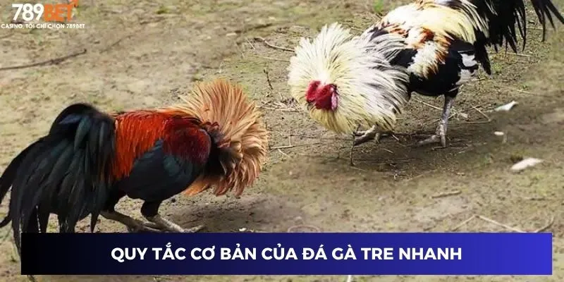 Quy tắc của đá gà tre nhanh