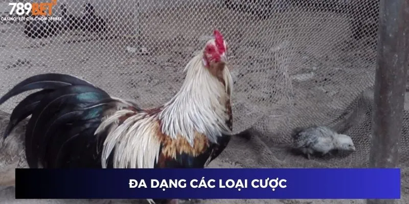 Đa dạng các loại cược