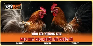 Đấu Gà Hoàng Gia - Mẹo Hay Cho Người Mê Cược Gà