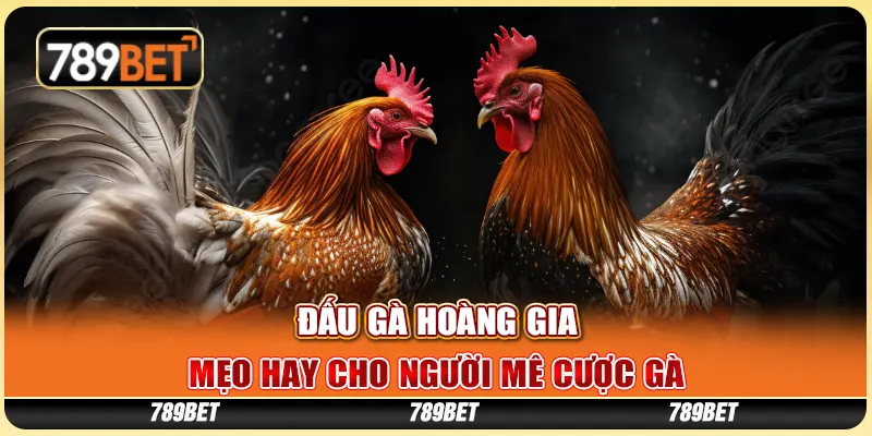 Đấu Gà Hoàng Gia - Mẹo Hay Cho Người Mê Cược Gà