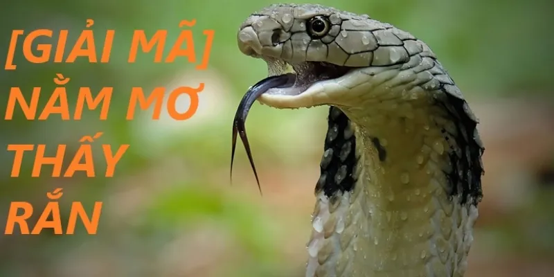 Giải mã giấc mơ về rắn