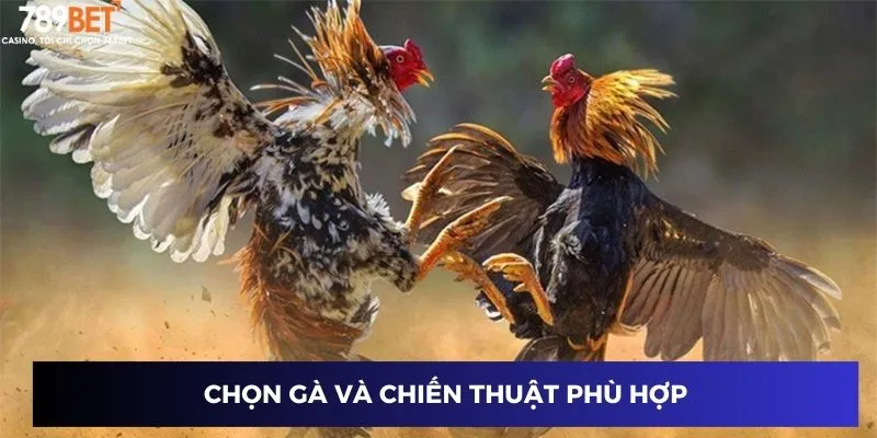 Chọn gà và chiến thuật phù hợp
