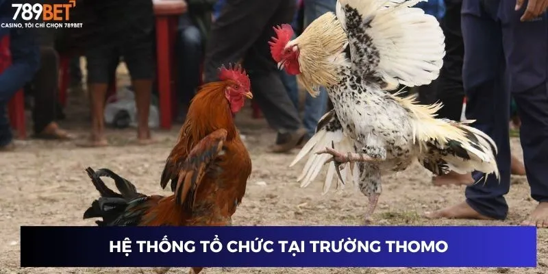 Hệ thống tổ chức tại trường Thomo