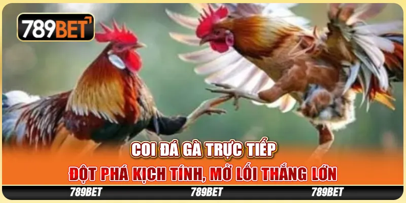 Coi Đá Gà Trực Tiếp - Đột Phá Kịch Tính, Mở Lối Thắng Lớn