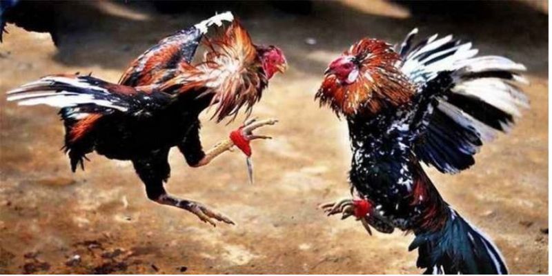 Giới thiệu về đá gà trực tiếp casino hiện nay