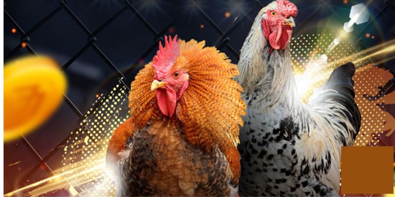 Hướng dẫn chơi đá gà trực tiếp SHBET