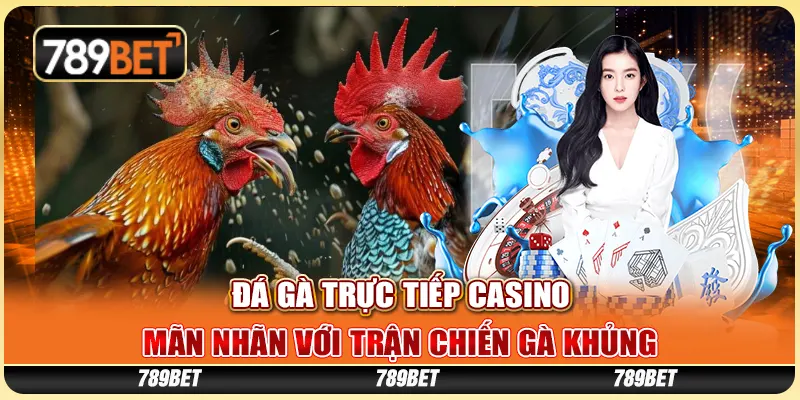 Đá Gà Trực Tiếp Casino - Mãn Nhãn Với Trận Chiến Gà Khủng