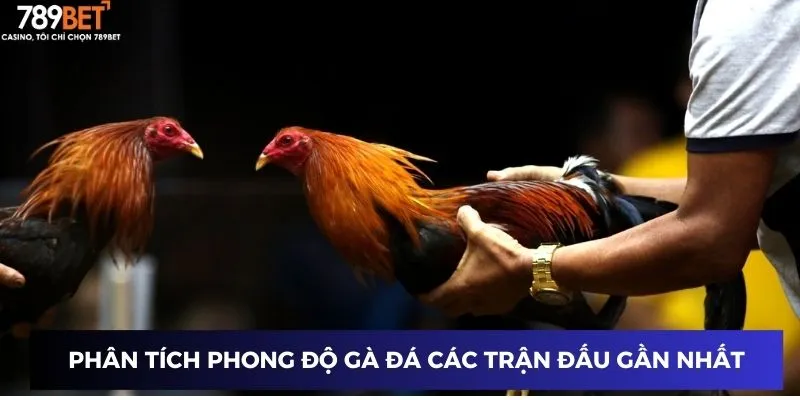 Phân tích phong độ gà đá các trận đấu gần nhất