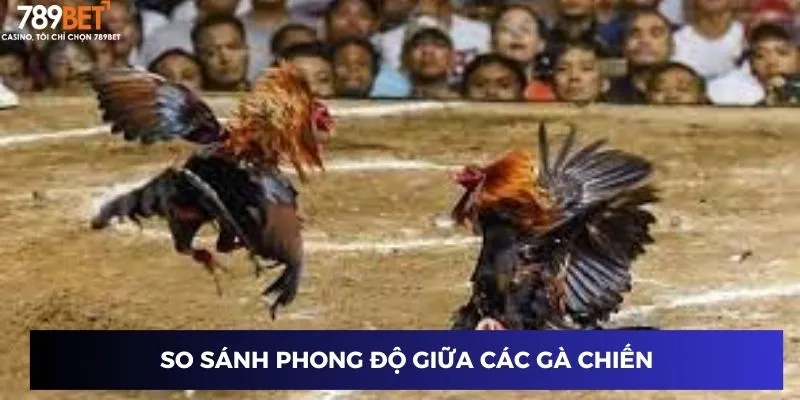 So sánh phong độ giữa các gà chiến