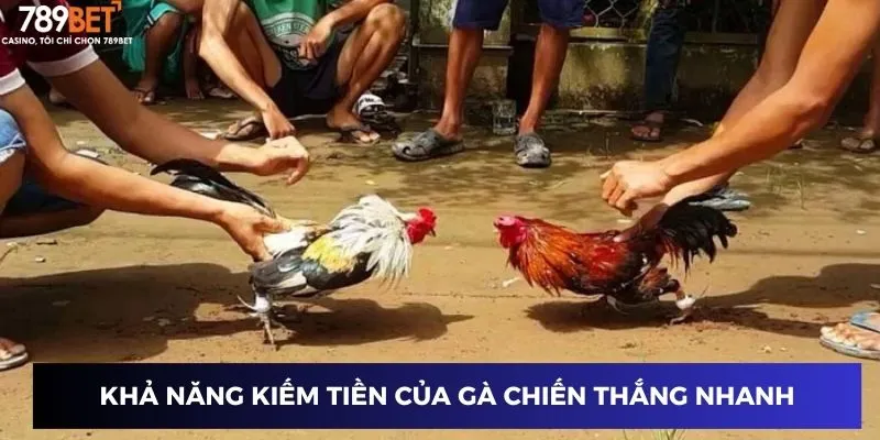 Khả năng kiếm tiền nhanh chóng của gà chiến thắng nhanh