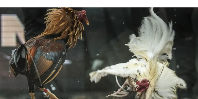 Đặc điểm nguồn gốc của các chiến kê 