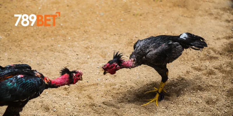 Cách tham gia cá cược đá gà online