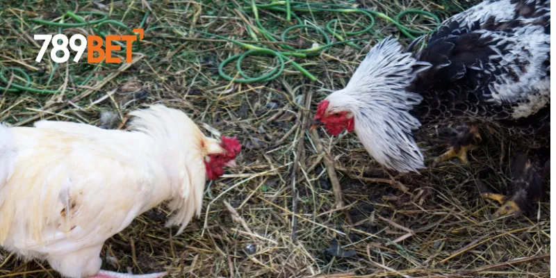 Chiến lược cá cược đá gà online