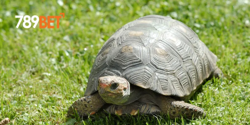 Con số may mắn khi mơ thấy con rùa