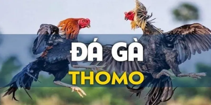 Mẹo đặt cược đá gà thắng lớn