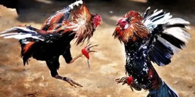 Tìm hiểu luật đặt cược đá gà Thomo