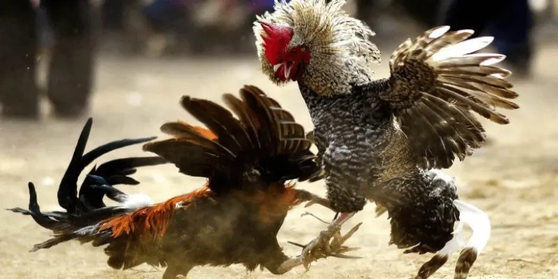 Đôi lời giới thiệu đá gà Thomo