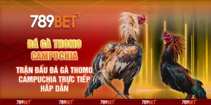 Đá gà Thomo Campuchia tại 789Bet – Trận đấu đá gà trực tiếp hấp dẫn