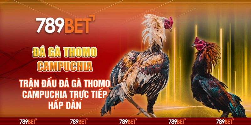 Đá gà Thomo Campuchia tại 789Bet – Trận đấu đá gà trực tiếp hấp dẫn