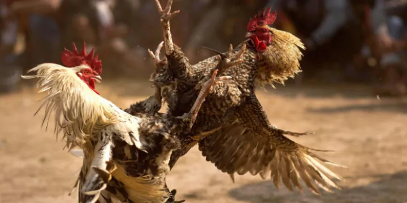 Sức hấp dẫn của đá gà Hi88