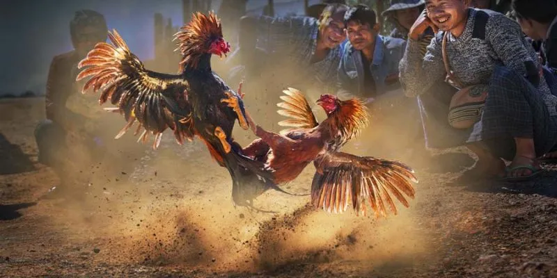 Vài về cá cược đá gà Thomo Campuchia tại 789Bet