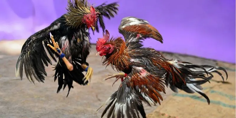 Thủ thuật cá cược đá gà Thomo Campuchia thắng đậm